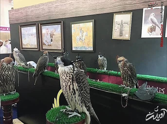 فروش بالابان یک و نیم میلیارد تومانی در مزایده قوشبازان قطر+فیلم و عکس